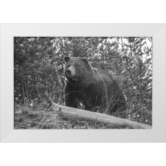 Peaco, Jim 32x23 White Modern Wood Framed Museum Art Print Titled - Grizzly Bear, Yellowstone National Park