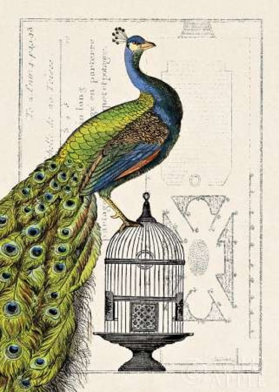 Peacock Birdcage I Canvas Art - Wild Apple Portfolio (20 x 28)