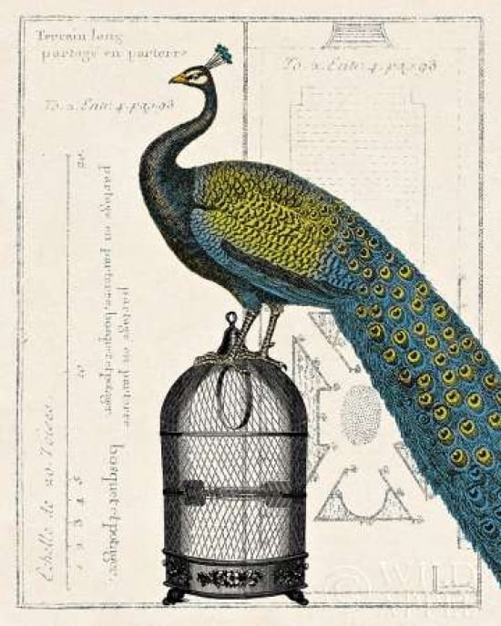 Peacock Birdcage II Canvas Art - Sue Schlabach (24 x 30)