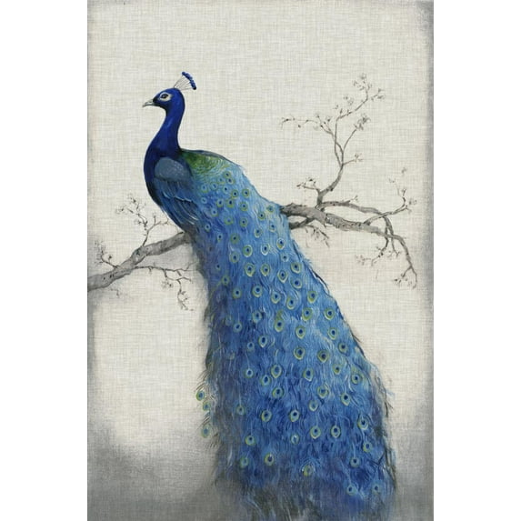 Peacock Blue II, Animals Unframed Art Print Wall Art by Tim O'toole