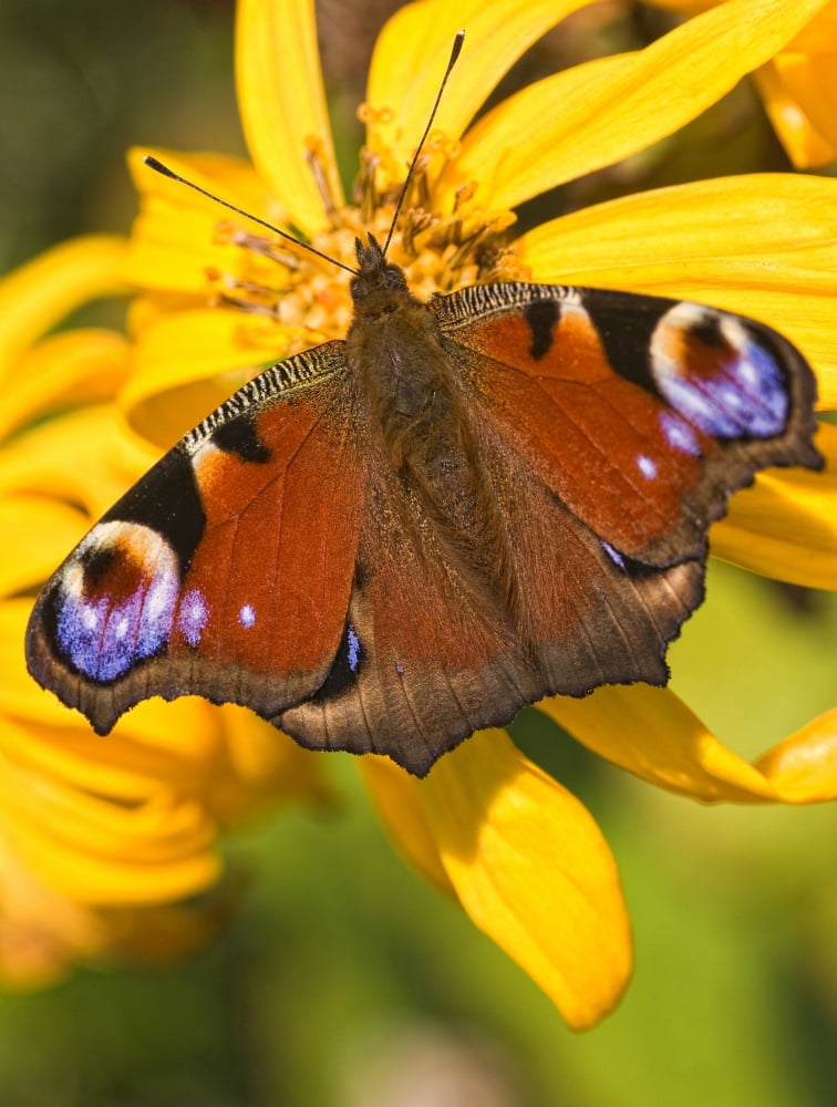 Peacock Butterfly Canvas Art - John Short Design Pics (13 x 17)