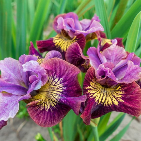 Peacock Butterfly™ Siberian Iris - Miss Apple - 4" Pot
