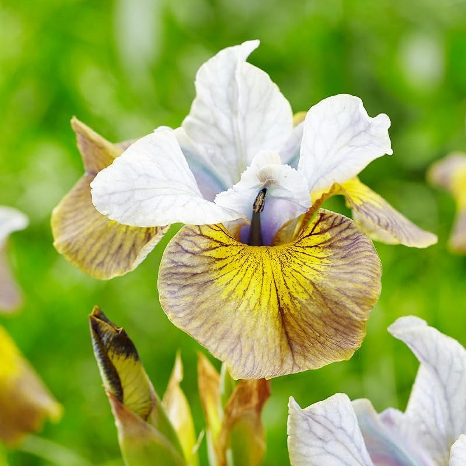 Peacock Butterfly Uncorked Siberian Iris Flower Bulbs - 3 Irises Per Pack - Blooms All Summer Long - Deer Resistant - Good as Cut Flowers - Perennializing