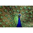 thumbnail image 1 of Peacock - CANVAS OR PRINT WALL ART, 1 of 1