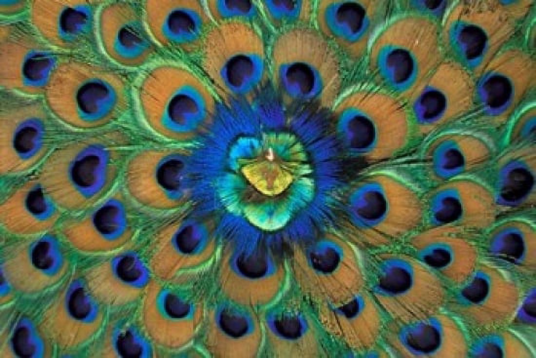 Peacock Decor India Canvas Art - David R Frazier DanitaDelimont (12 x 17)