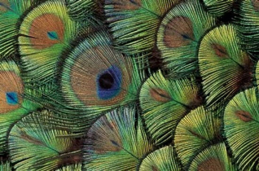 Peacock Feather Design Canvas Art - Darrell Gulin DanitaDelimont (24 x 15)