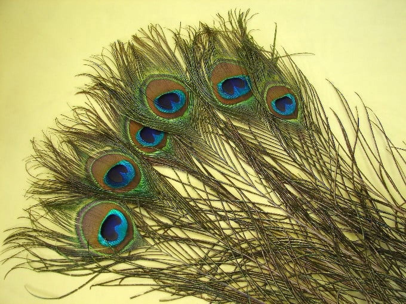 Dengmore Lots 10PCS Natural Real Peacock Tail Eye Feathers DIY  Crafts23-30cm/10-12Inches for Home Decor 