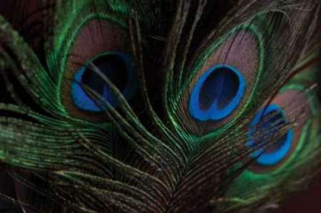 Peacock Feathers I Canvas Art - Erin Berzel (20 x 28)