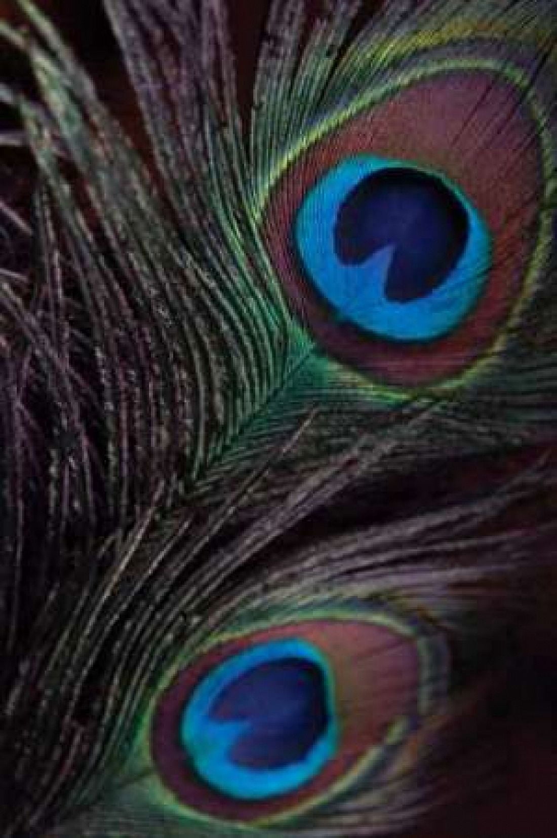 Peacock Feathers I Canvas Art - Erin Berzel (20 x 28)