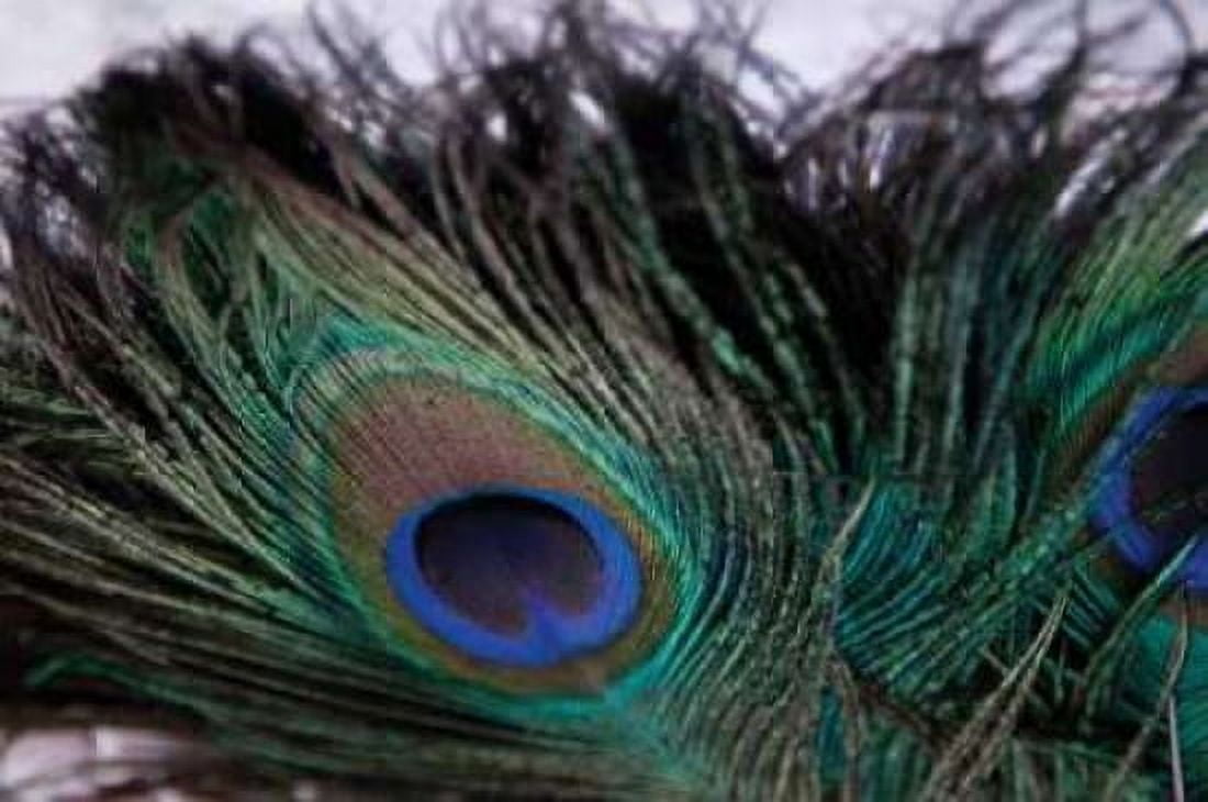 Peacock Feathers II Canvas Art - Erin Berzel (20 x 28)