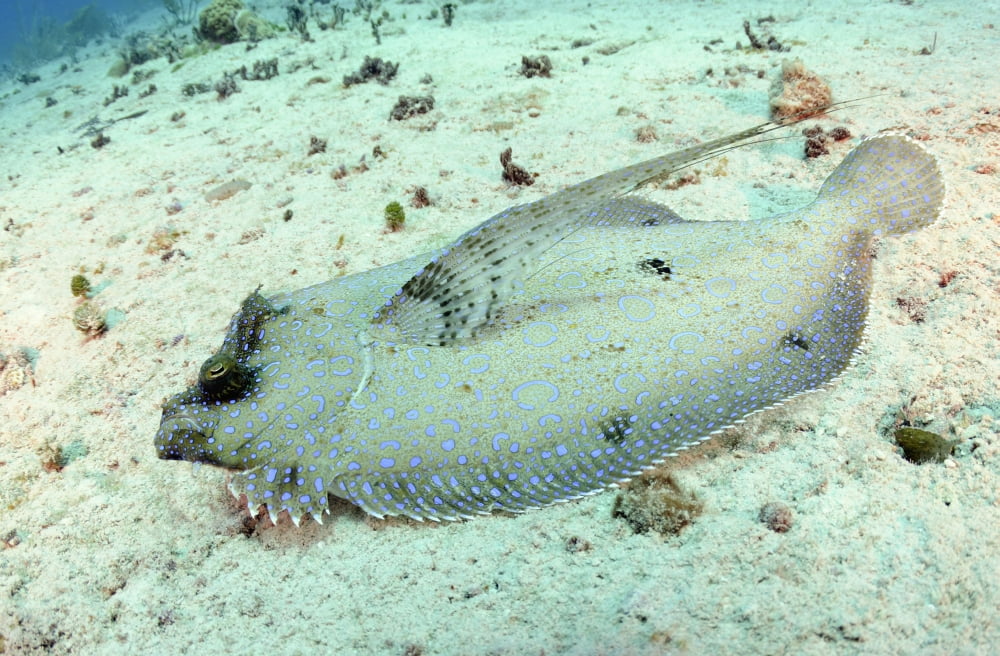 Peacock Flounder on sand on caribbean reef Canvas Art - Karen DoodyStocktrek Images (18 x 12)