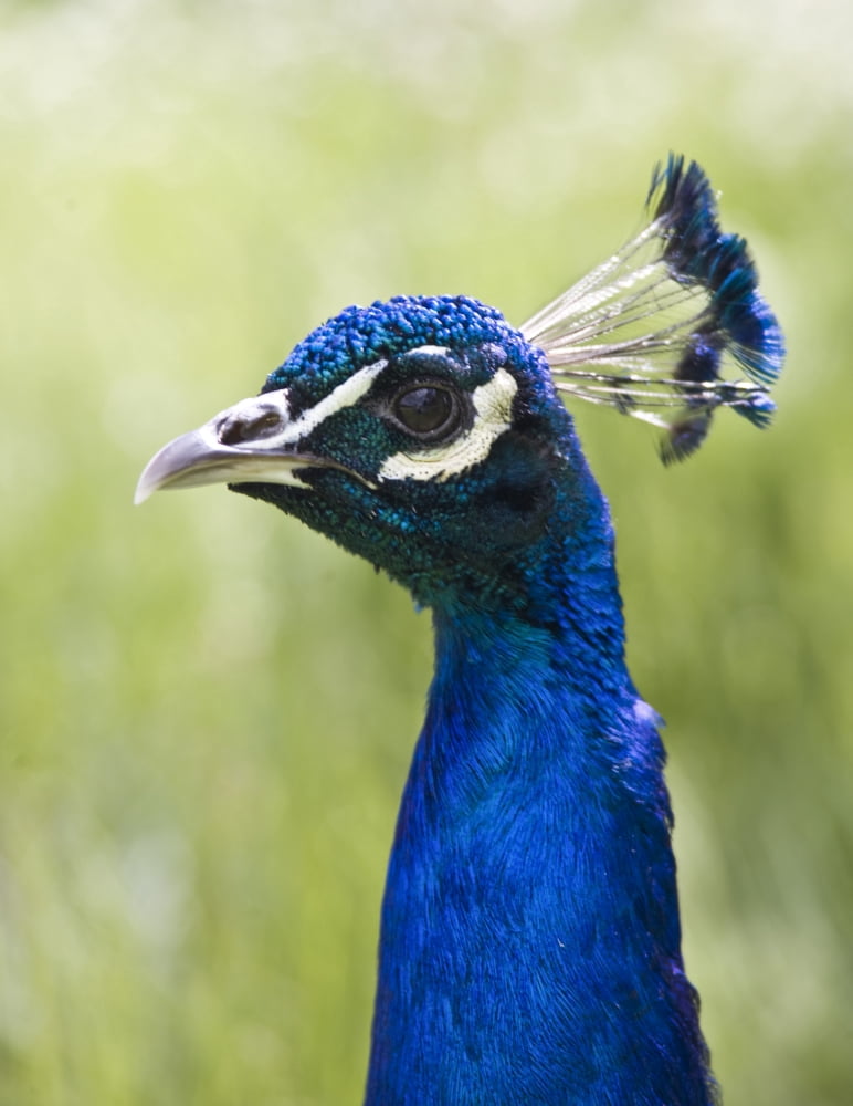 Peacock Head Canvas Art - John Short Design Pics (13 x 17)