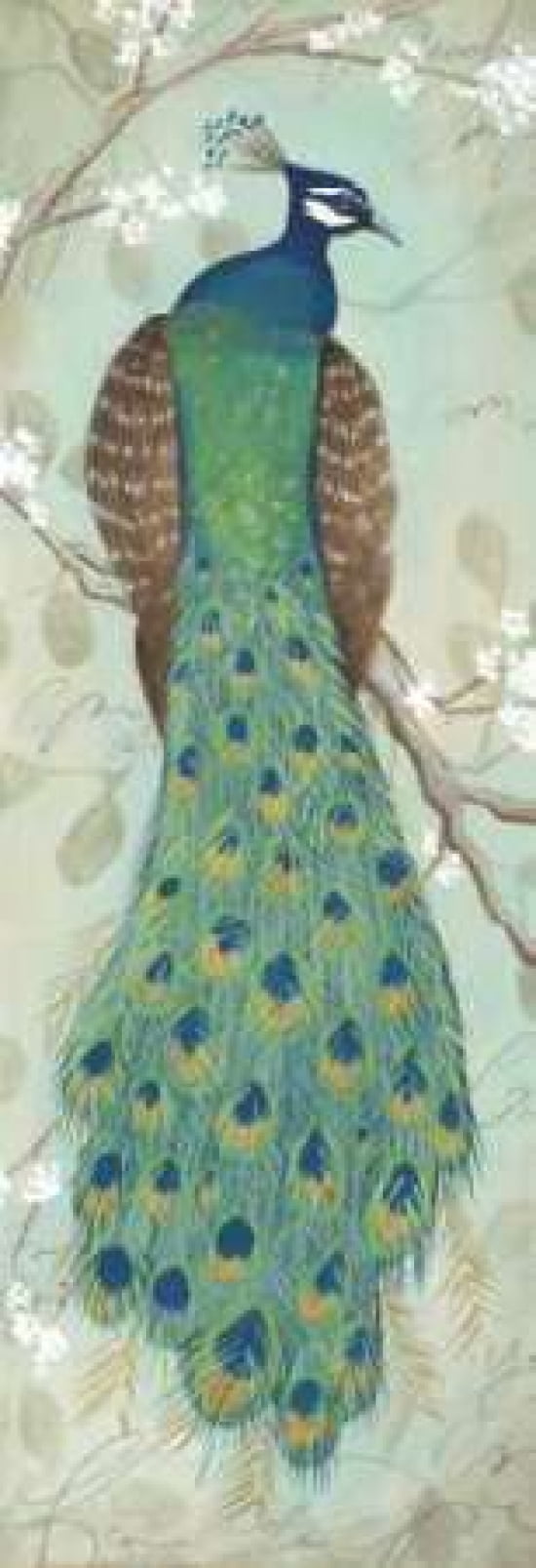 Peacock I Canvas Art - Steve Leal (8 x 24)