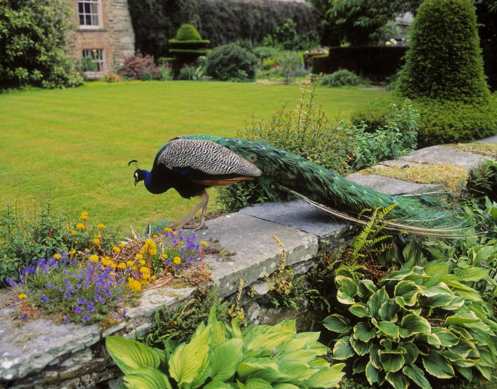 Peacock In Formal Garden Kilmokea Co Wexford Ireland Canvas Art - The Irish Image Collection Design Pics (16 x 12)
