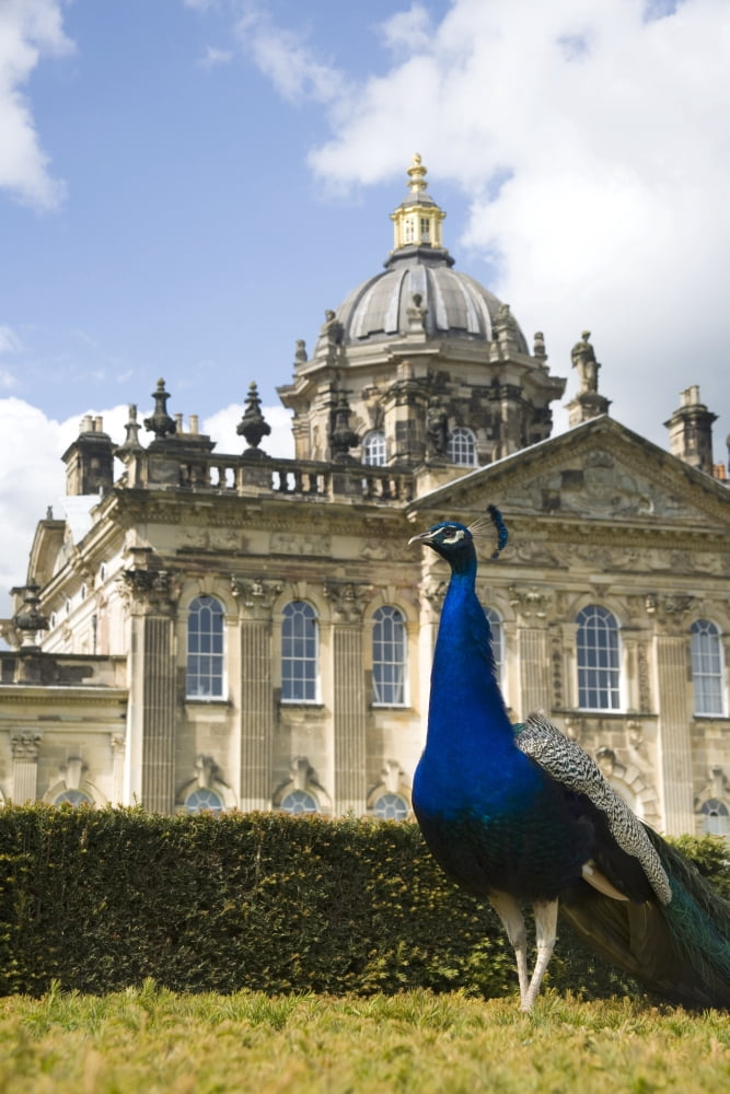 Peacock In Front Of A Building Canvas Art - John Short Design Pics (12 x 18)