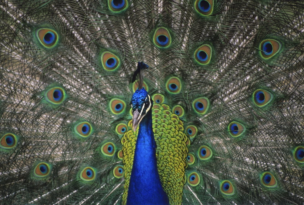 Peacock In Open Feathers Victoria Bc Canada Canvas Art - Leanna Rathkelly Design Pics (16 x 11)