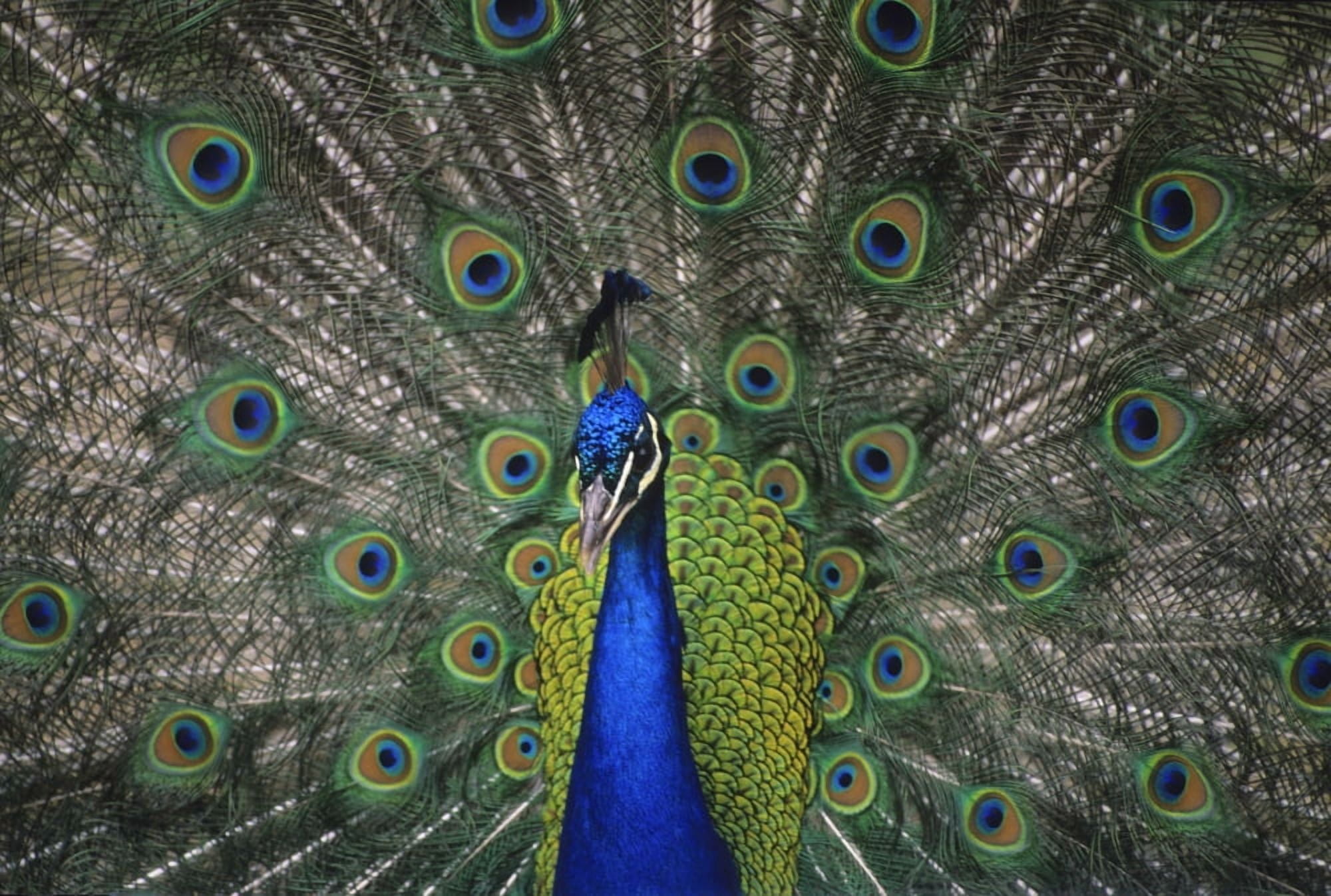Peacock In Open Feathers Victoria Bc Canada Canvas Art - Leanna Rathkelly Design Pics (32 x 22)