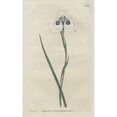 thumbnail image 1 of Peacock Iris, Moraea Aristata Poster Print By ® Florilegius Mary Evans (18 X 24), 1 of 3
