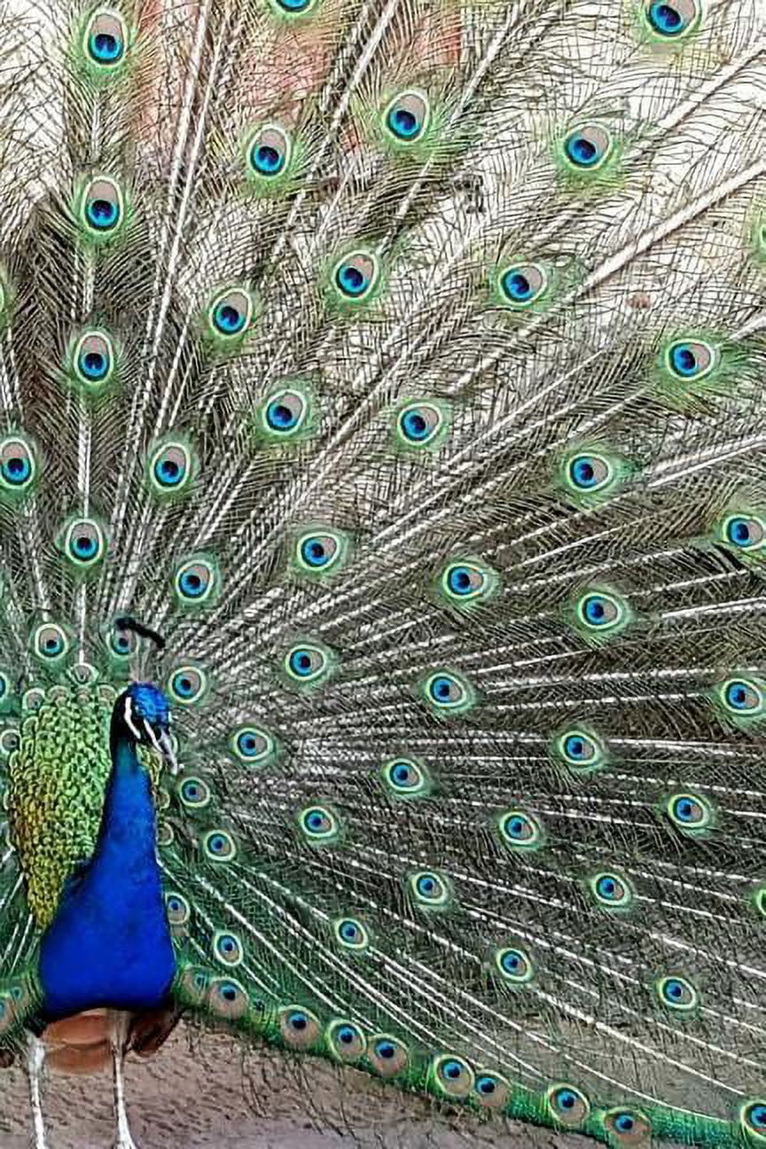 Peacock Notebook (Paperback)