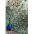 thumbnail image 1 of Peacock Notebook (Paperback), 1 of 1