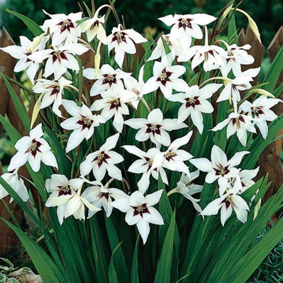 CZ Grain Peacock Orchid Plant Bulbs (10 Count), Gladiolus Acidanthera