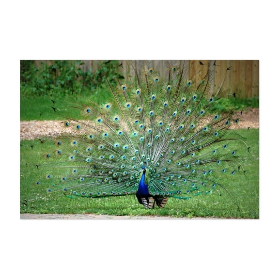 Peacock - Photography Wildlife Nature Bird Animal Garden Botanical Unframed Wall Art Print 4 x 6 inches