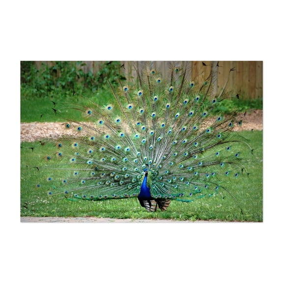 Peacock - Photography Wildlife Nature Bird Animal Garden Botanical Unframed Wall Art Print 8 x 12 inches