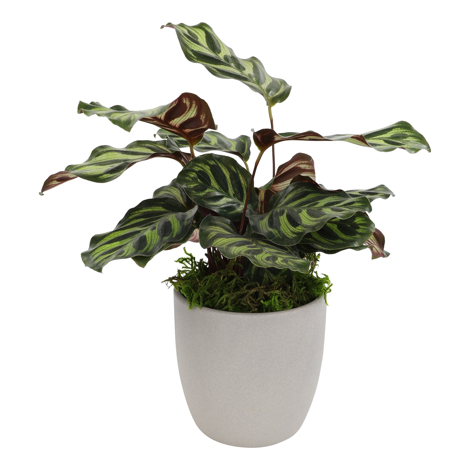 Peacock Plant Calathea & Stone Planter | Pet Friendly Plant | Filtered Sun | Element by Altman Plants