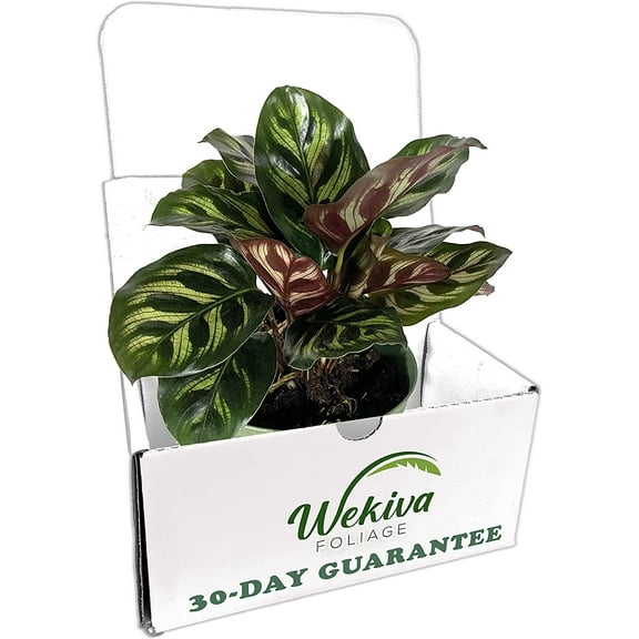 Peacock Plant - Live Plant in a 4 Inch Pot - Calathea Makoyana- Beautiful Easy to Grow Air Purifying Indoor Plant