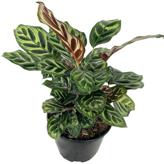 Peacock Plant - Live Plant in a 6 Inch Pot - Calathea Makoyana- Beautiful Easy to Grow Air Purifying Indoor Plant