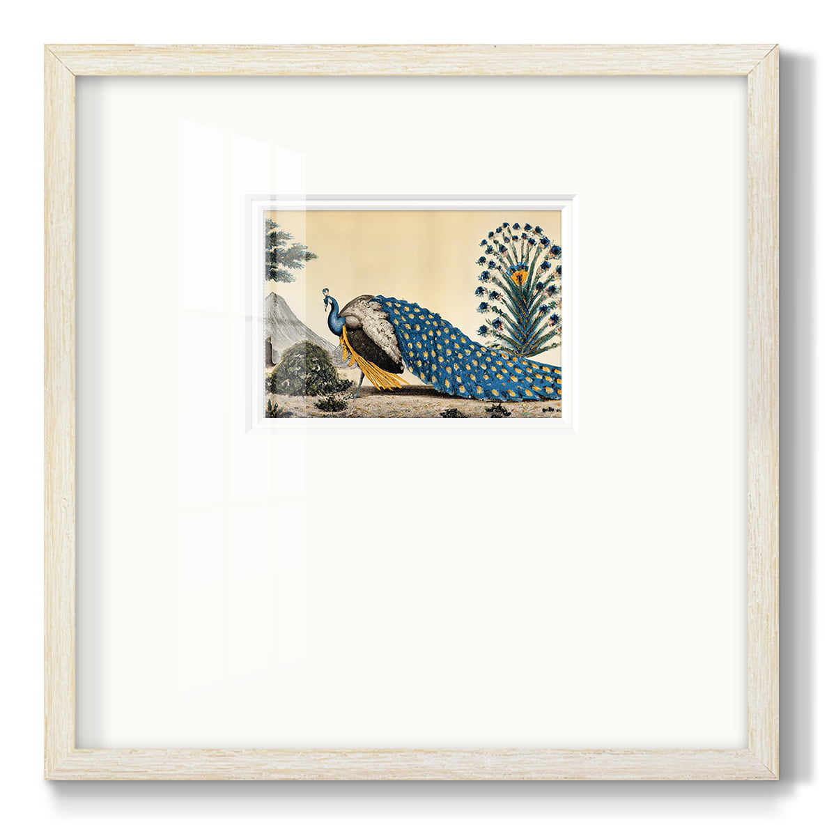 Peacock PlumPremium Framed Print