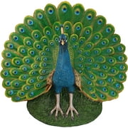 Peacock Plumage Garden Saue