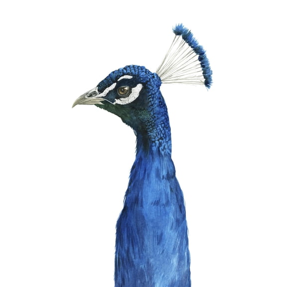 Art.com Peacock Portrait II Art Print by Grace Popp, 24" x 36"