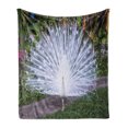 thumbnail image 1 of Peacock Soft Flannel Fleece Throw Blanket, Peacock Open His Tail Feathers in Tropical Garden Unusual Birds Nature Ornament, Cozy Plush for Indoor and Outdoor Use, 70" x 90", White Green, by Ambesonne, 1 of 6
