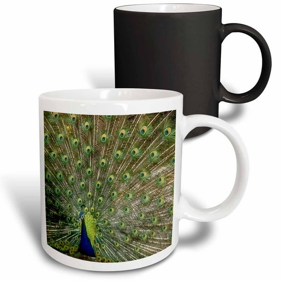 3drose, Peacock with Feathers All Open, 11oz Magic Transforming Mug