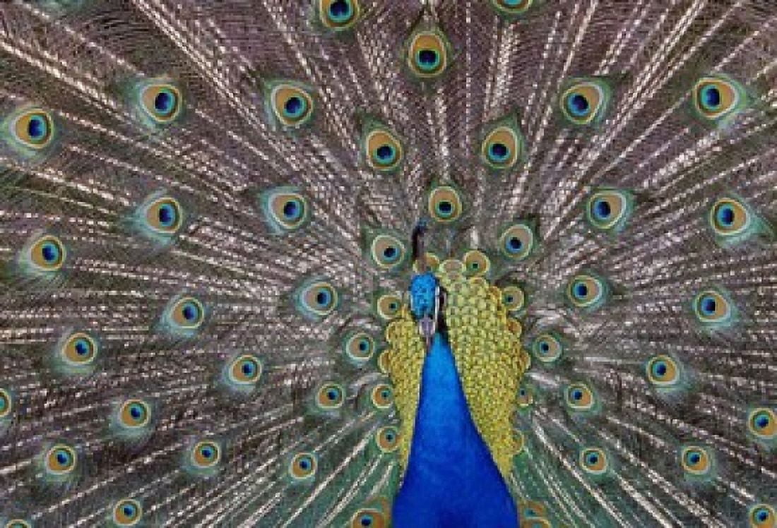 Peacock bird displaying feathers portrait Canvas Art - Panoramic Images (16 x 11)