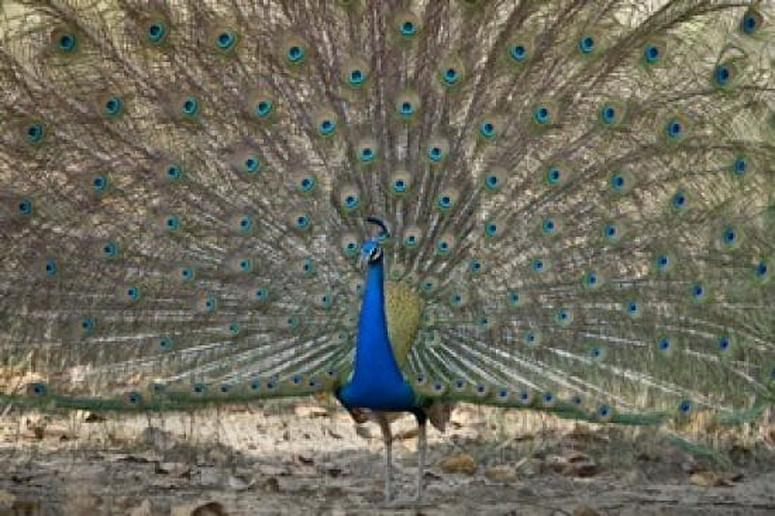 Peacock displaying its plumage Bandhavgarh National Park Umaria District Madhya Pradesh India Canvas Art - Panoramic Images (16 x 11)
