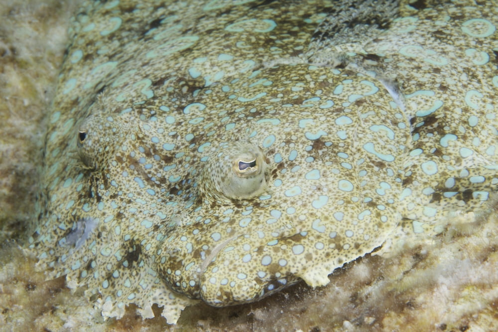 Peacock flounder camouflaged against the sea floor Canvas Art - Terry MooreStocktrek Images (18 x 12)