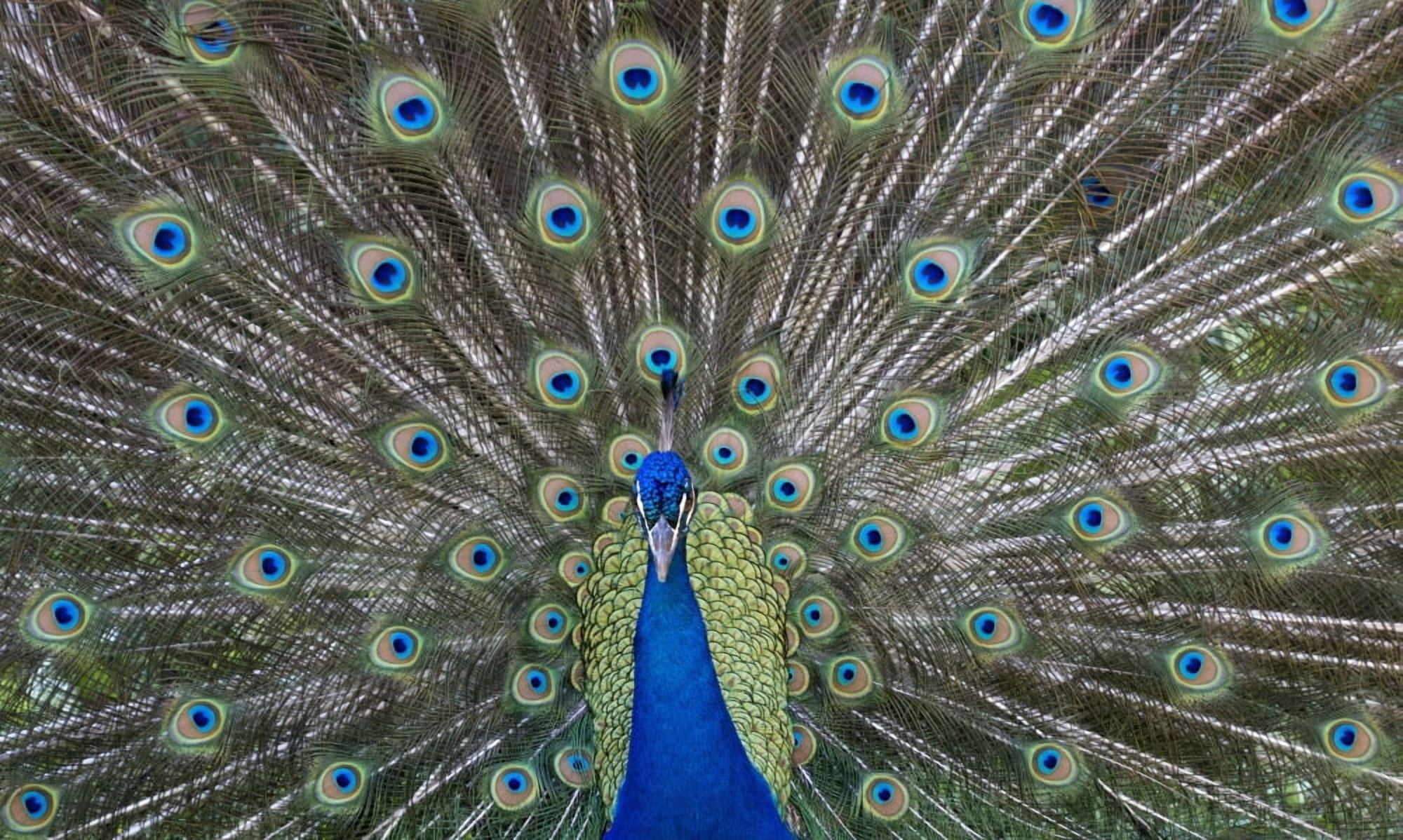 Peacock in full display mode attempting to attract a mate Santa Cruz Bolivia Canvas Art - Robert Postma Design Pics (40 x 24)