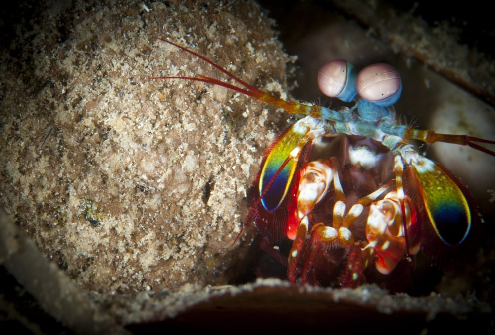 Peacock mantis shrimp peering from behind a rock Indonesia Canvas Art - Steve JonesStocktrek Images (18 x 12)