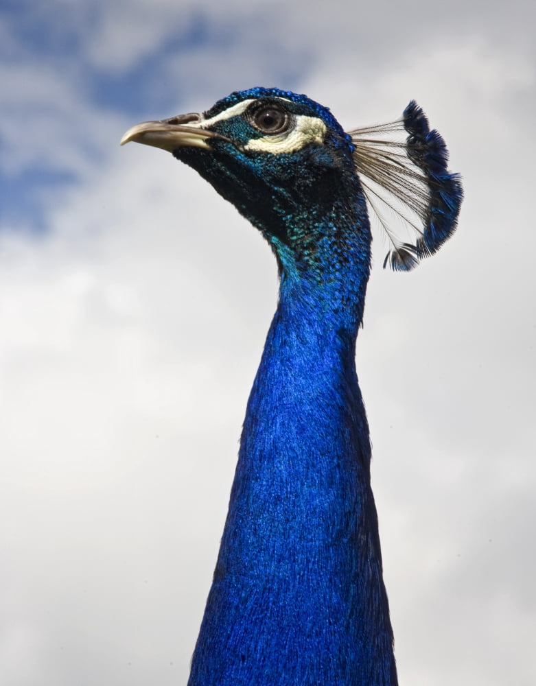 Peacocks Head Canvas Art - John Short Design Pics (13 x 17)
