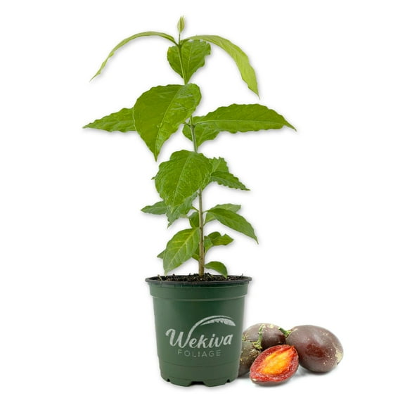 Peanut Butter Tree - Live Plant in a 4 Inch Growers Pot - Bunchosia Argentea - Exotic and Beautiful Fruit Tree for Your Edible Garden