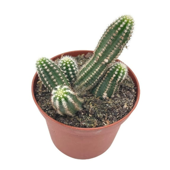 Peanut Cactus, 3 inch, Echinopsis Chamaecereus