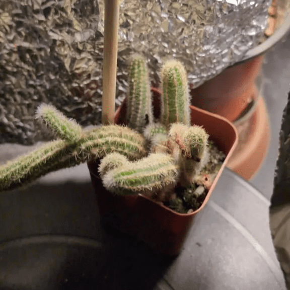 Peanut Cactus Clusters, Minimalist Cactus, Potted Live Succulent in 2'' pot