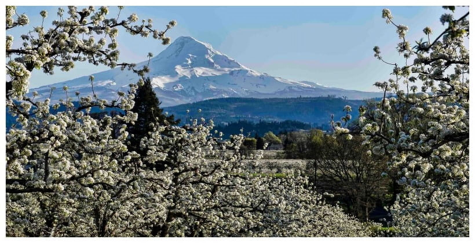 "Pear Blossom Majesty" Painting Print on Canvas