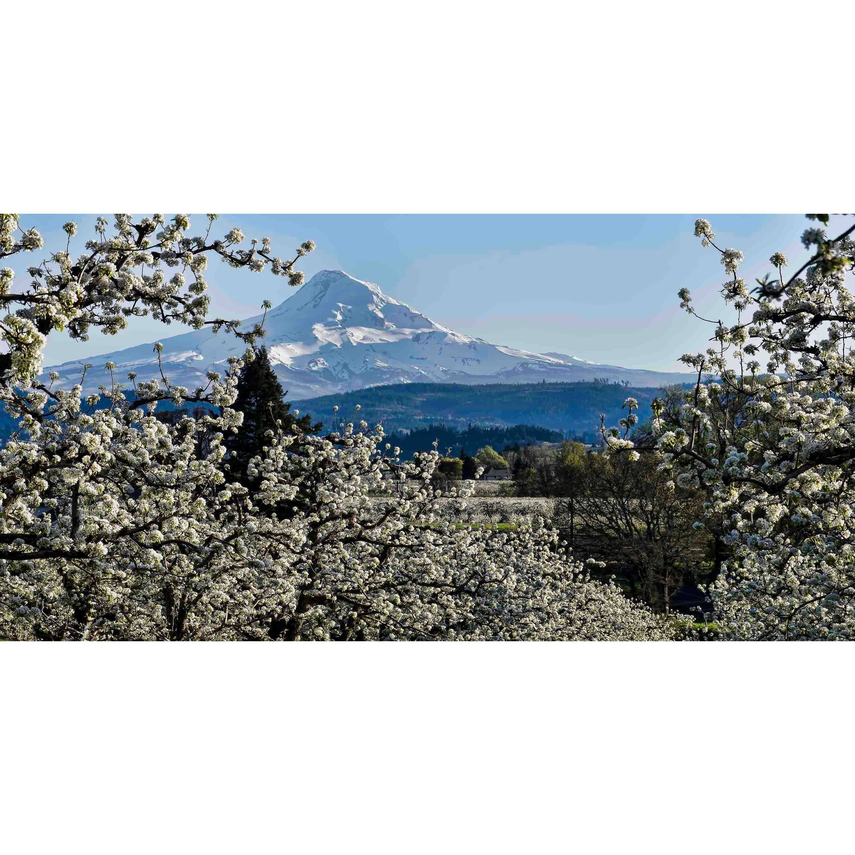 "Pear Blossom Majesty" Painting Print on Canvas