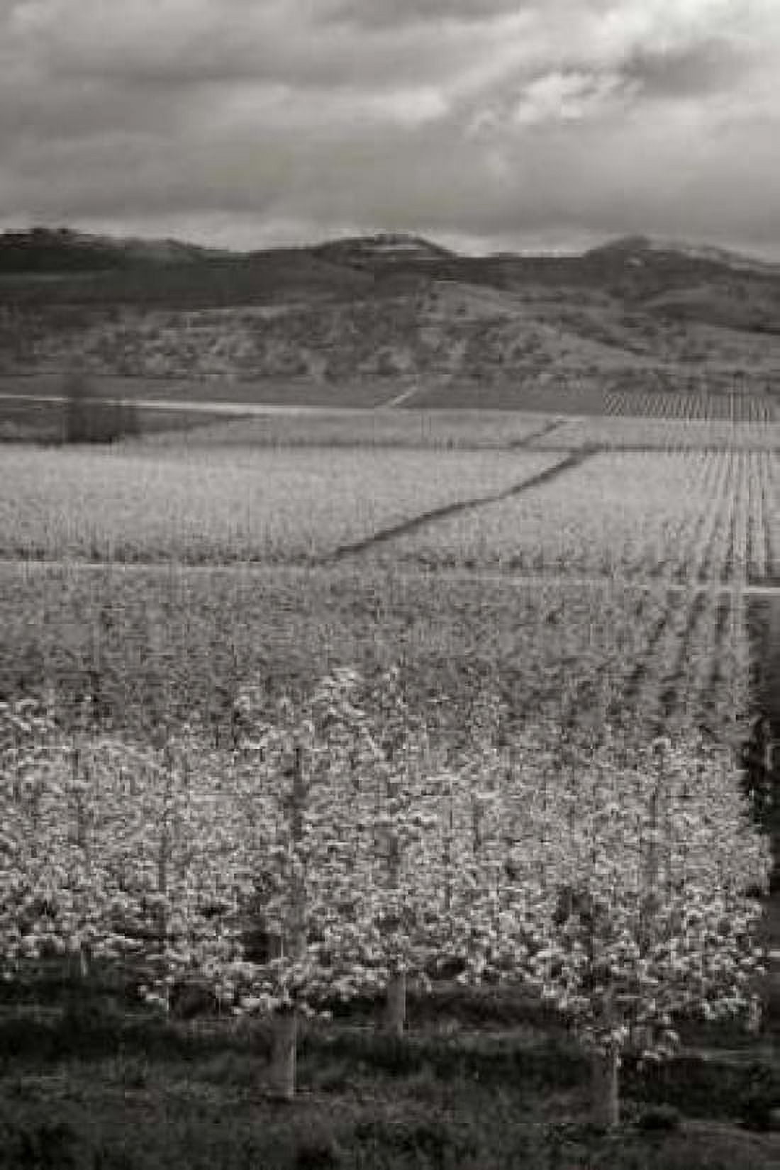 Pear Orchard I Canvas Art - Vitaly Geyman (24 x 36)