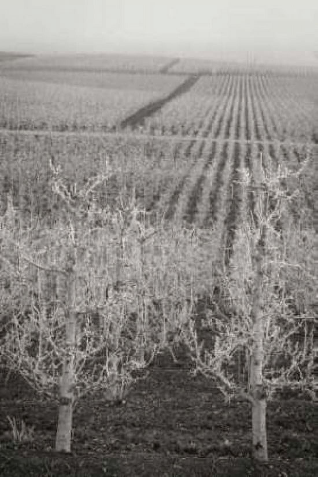 Pear Orchard II Canvas Art - Vitaly Geyman (24 x 36)