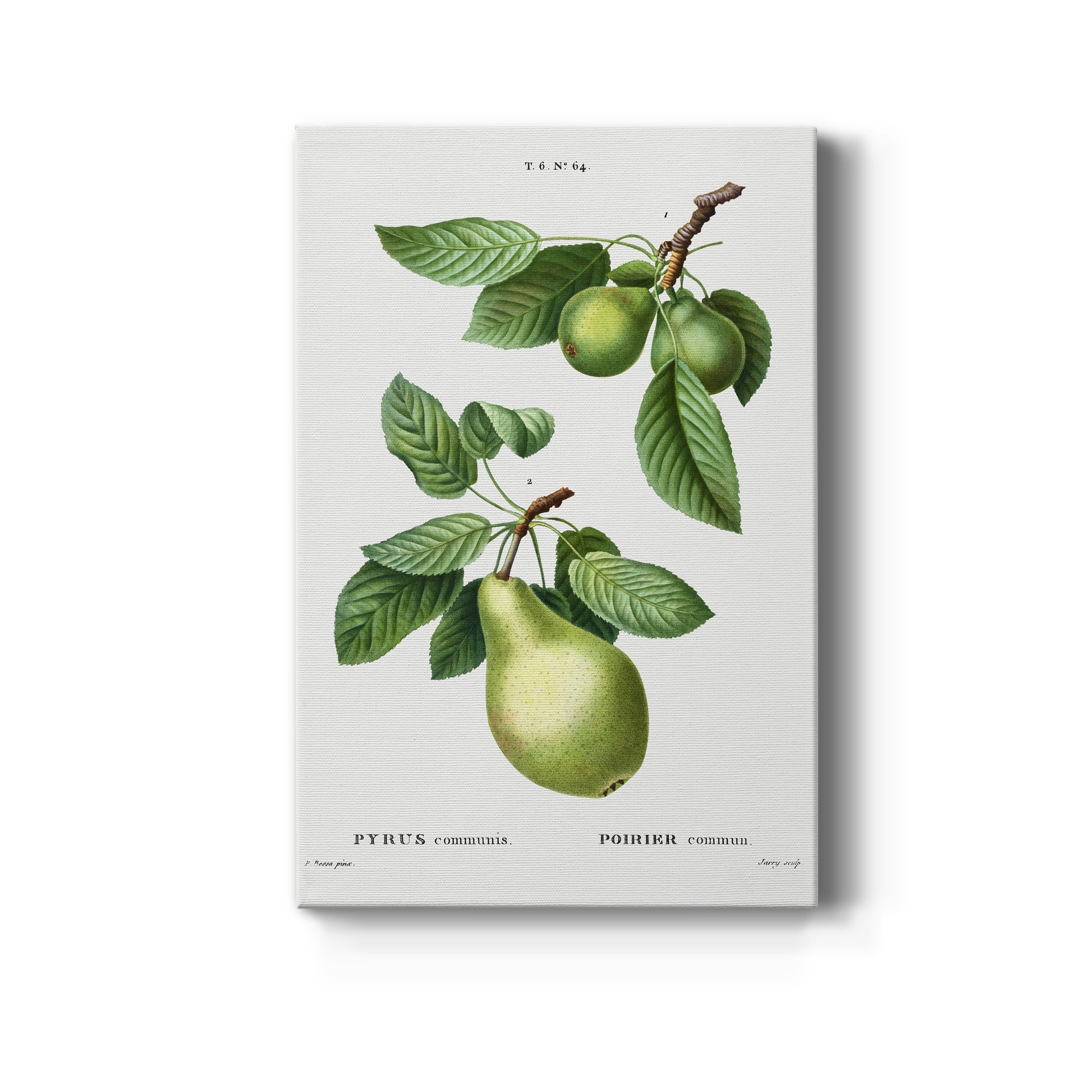 Pear, Pyrus communis from Traité des Arbres et Arbustes que l'on cultive en France en pleine terre Premium Gallery Wrapped Canvas - Ready to Hang - 12 x 18