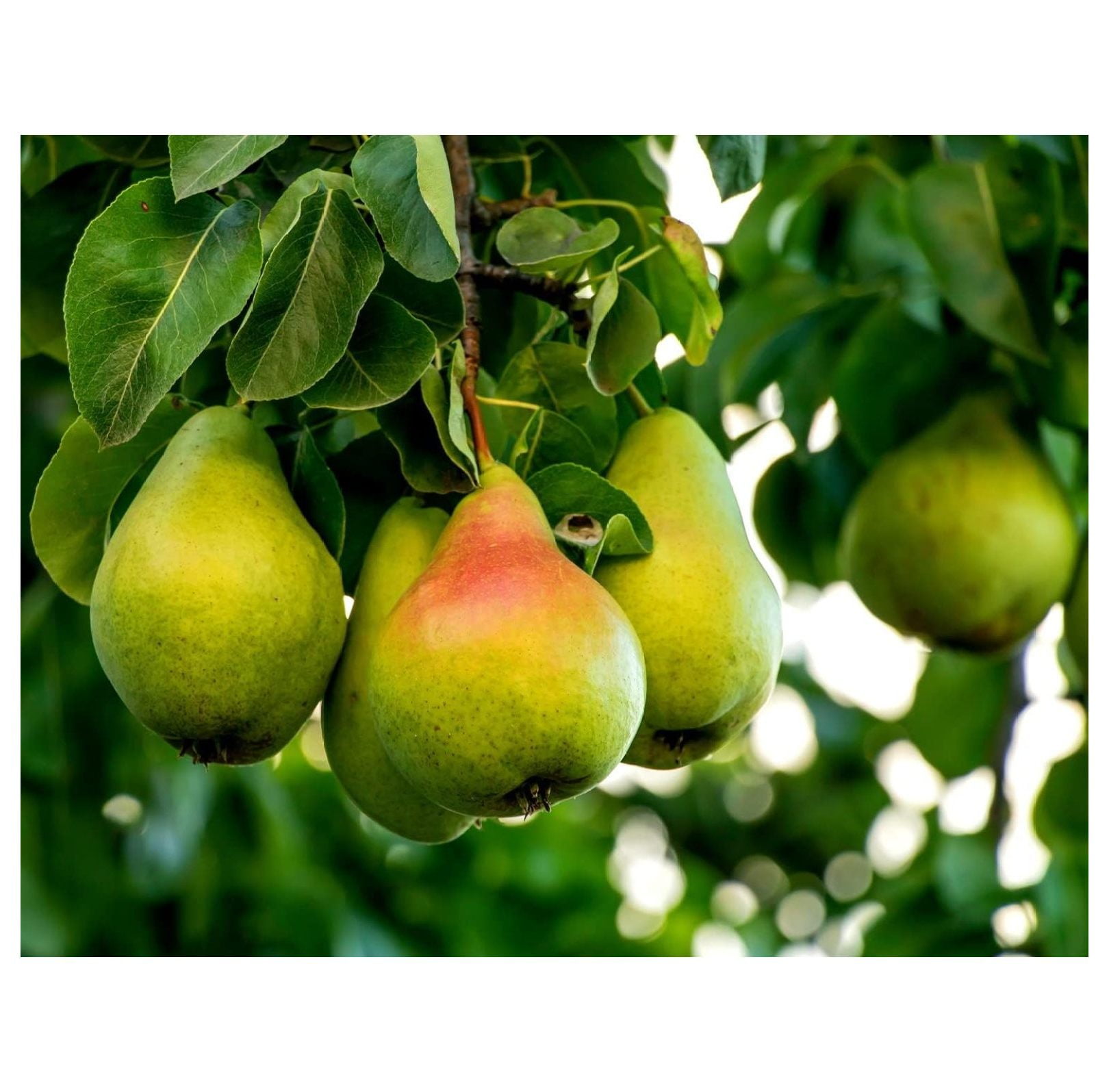 Pear Tree Seeds -20 Seeds - Grow Pears - Walmart.com